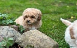 Shihpoo dogs for sale: Absolutely stunning Shihpoo pups ready now ❤️ - Image 18