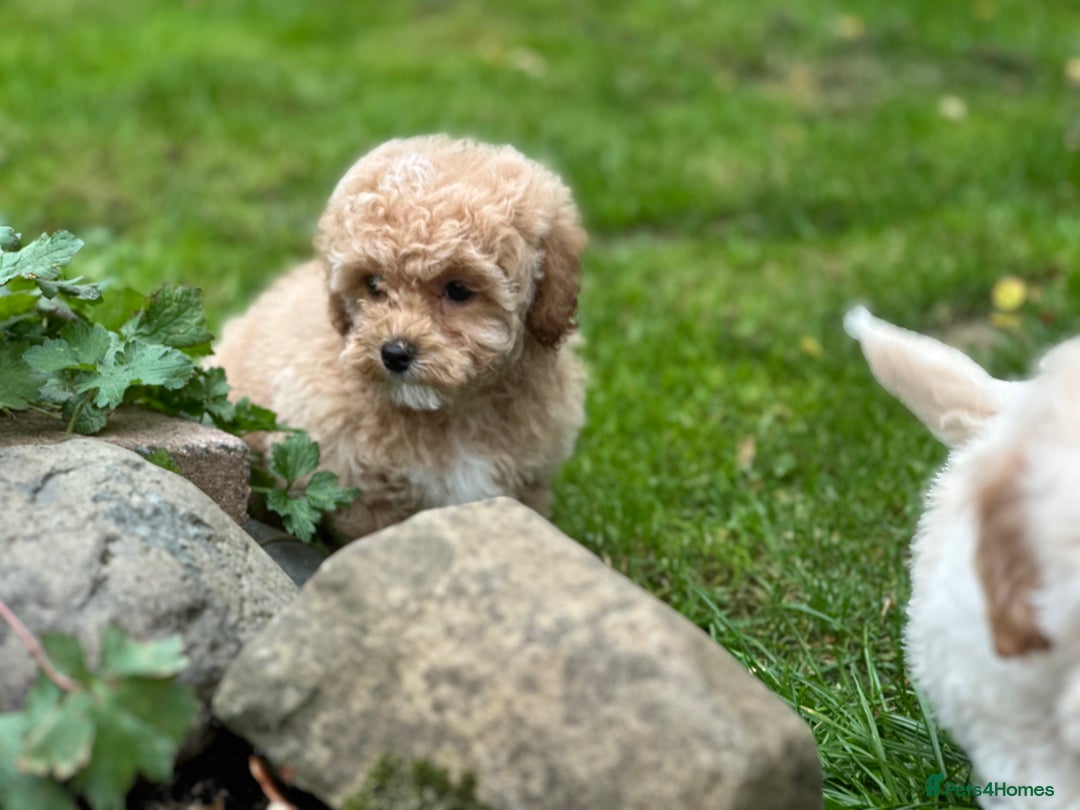 Shihpoo dogs for sale: Absolutely stunning Shihpoo pups ready now ❤️ - Image 18
