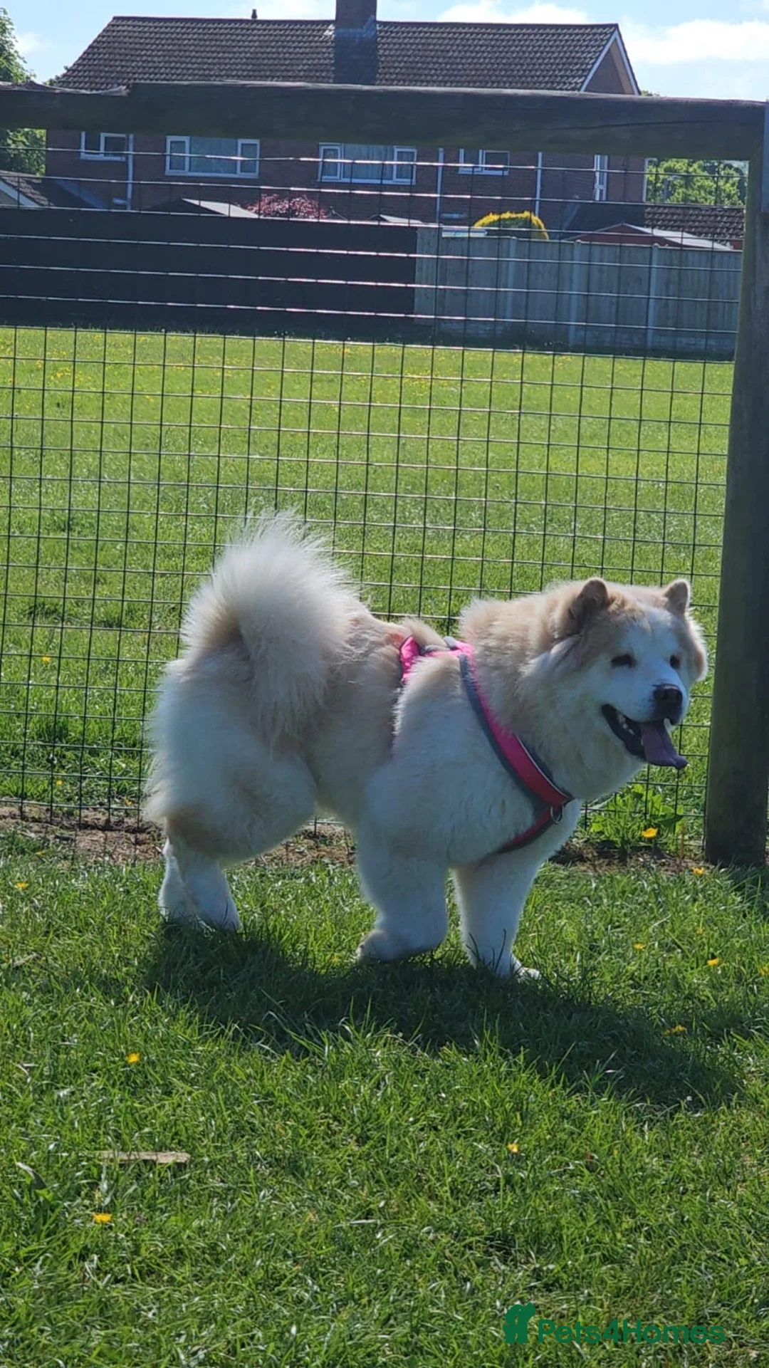 Chow Chow dogs for sale: 🚨 Only 2 fluffy troublemakers left! 🚨 in Swansea - Advert 2