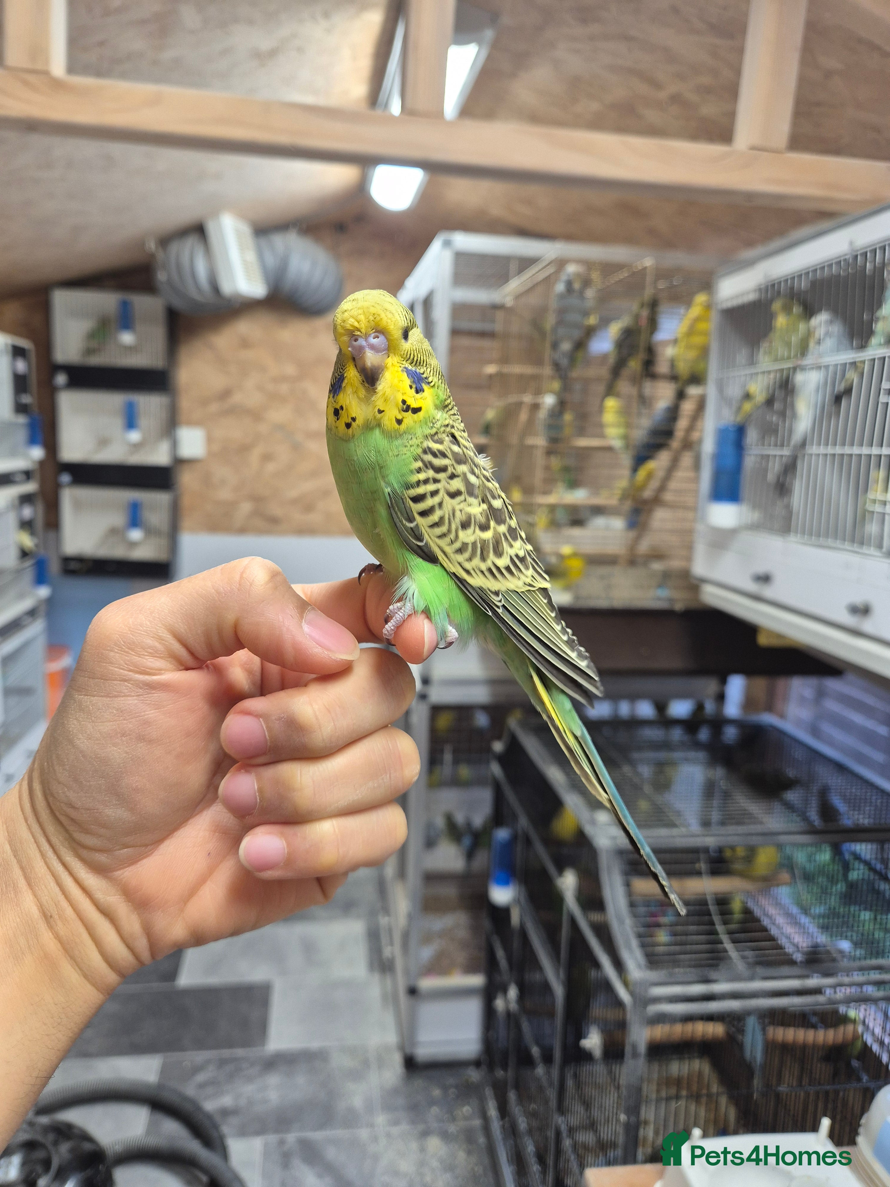 Budgerigars birds  Baby boy tamed available soon - Advert 12