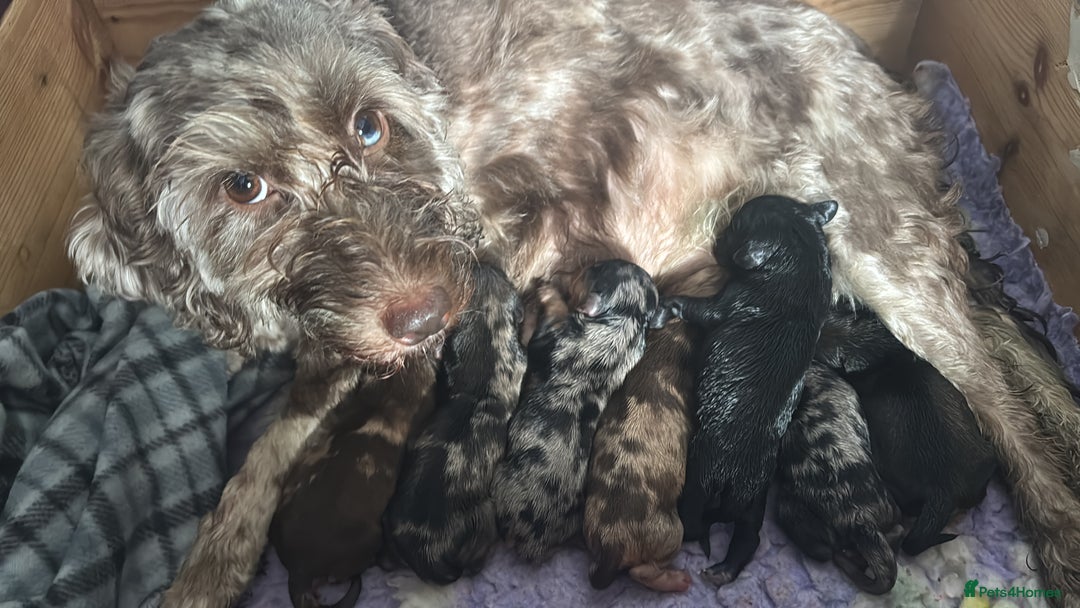 Mixed Breed dogs for sale: Puppies - Image 20