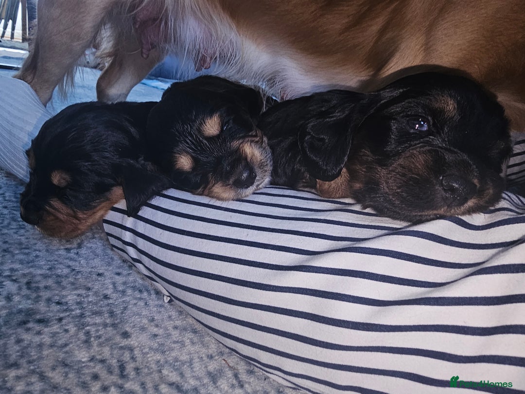 Sprocker dogs for sale: Three gorgeous girls for sale ❤️ - Image 3