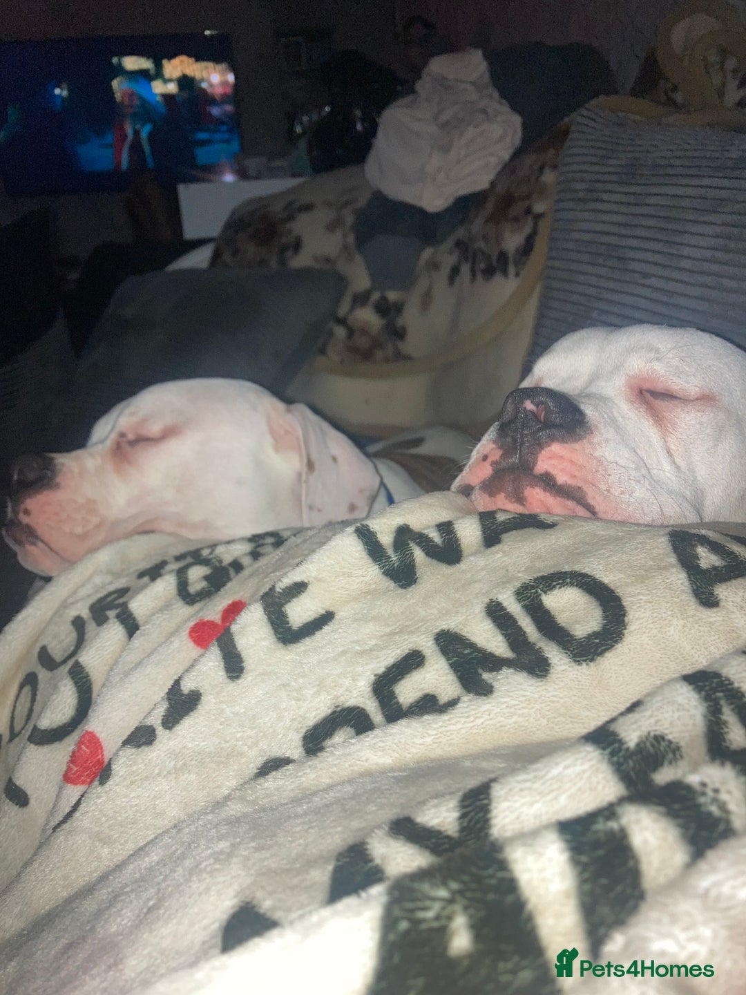 American Bulldog dogs for sale: male 17wk old american bulldog puppys - Advert 5