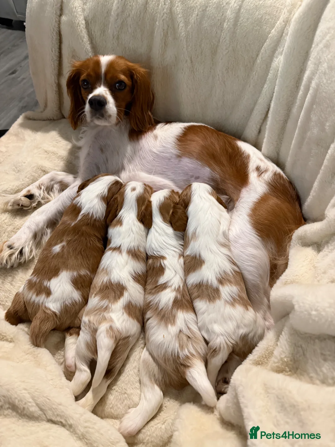 Cavalier King Charles Spaniel dogs for sale: Boy cavalier king charles spaniel puppy - Advert 3
