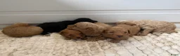 Toy Poodle dogs for sale: Adorable Toy Poodle Puppies  - Advert 3