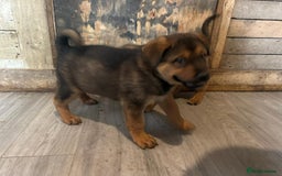 Mixed Breed dogs for sale: 2 akita x rottweiler pups  - Image 5