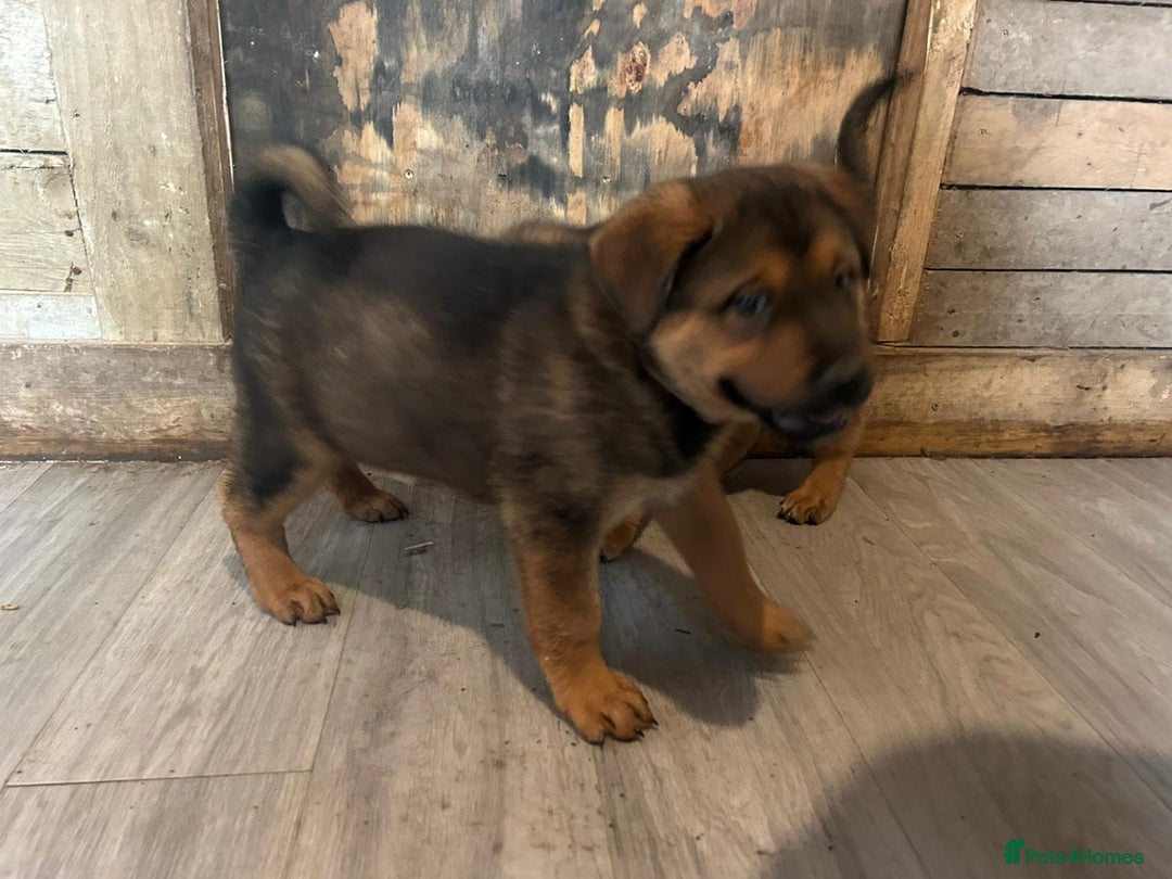 Mixed Breed dogs for sale: 2 akita x rottweiler pups  - Image 5