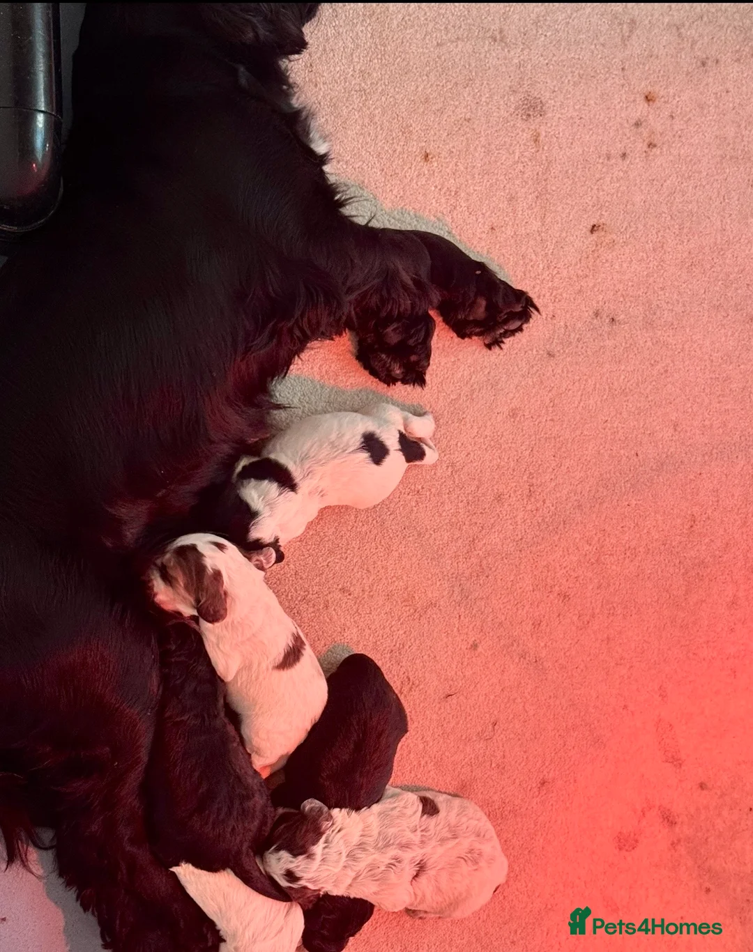 Cocker Spaniel dogs for sale: KC Registered Show Cocker Spaniels 🐾🐾🐾 - Advert 28