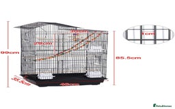 Budgerigars birds for sale: 3 budgies looking for new home  - Image 4