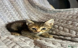 Russian Blue cats for sale: 6 beautiful kittens ❤️ - Image 12