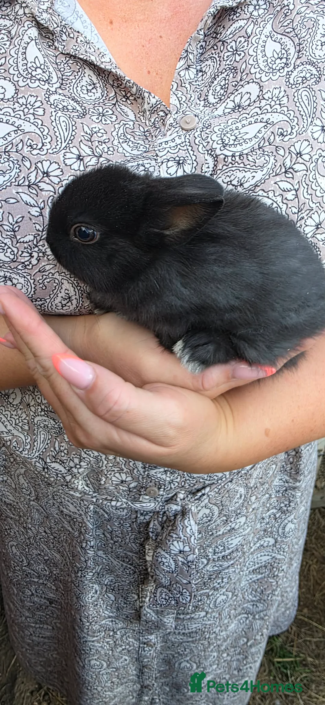 Netherland Dwarf rabbits for sale: Netherlands dwarf babies  - Advert 4
