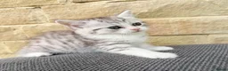 Mixed Breed cats for sale: Persian x kittens  in Bradford - Advert 4