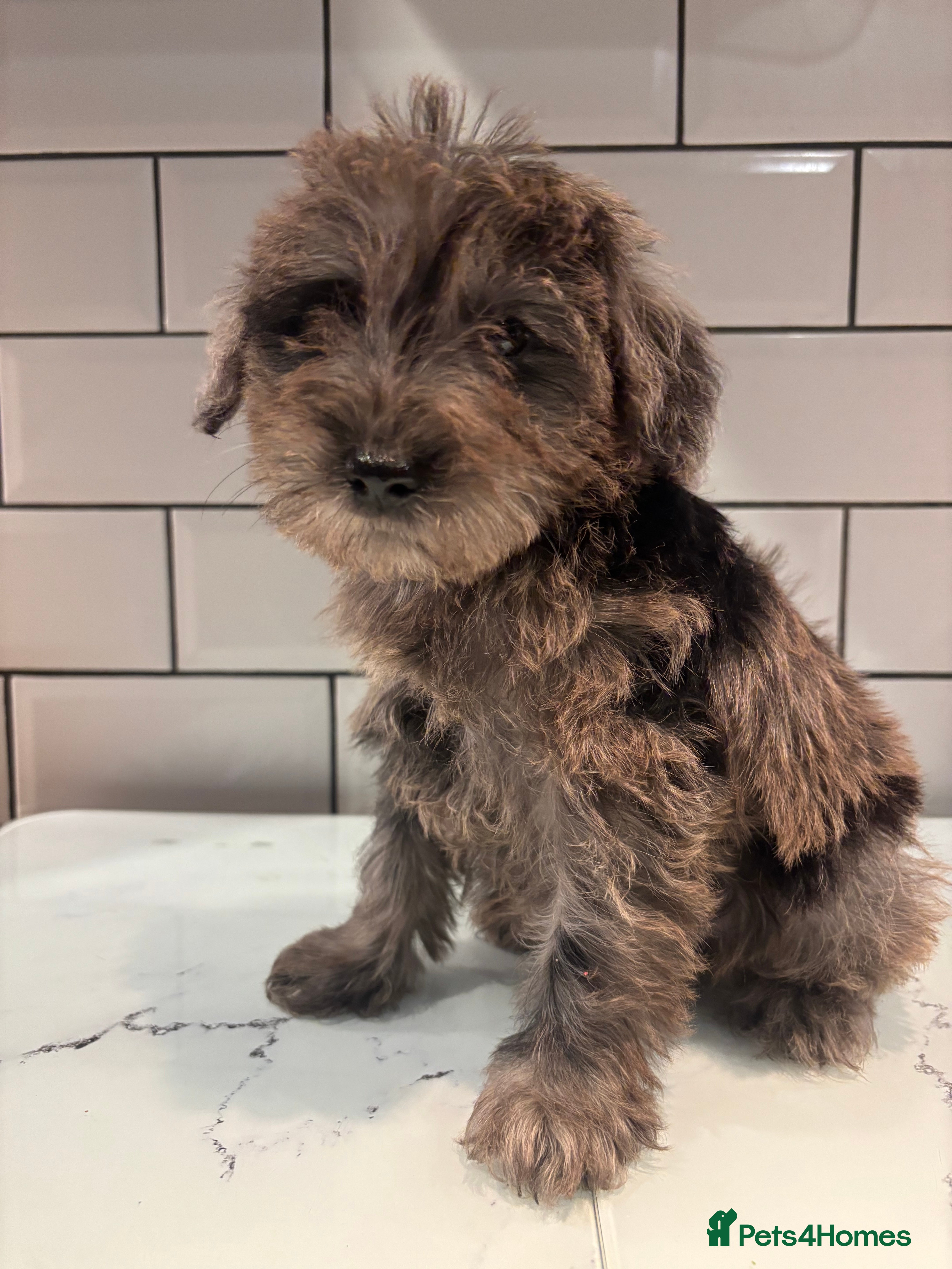 Schnoodle dogs Truly gorgeous F1 Schnoodle Puppies  - Advert 1