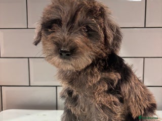 Schnoodle dogs Truly gorgeous F1 Schnoodle Puppies - Advert 1