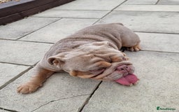 English Bulldog dogs for sale: 3 Year old Beautiful Lilac and Tan Male - Image 6