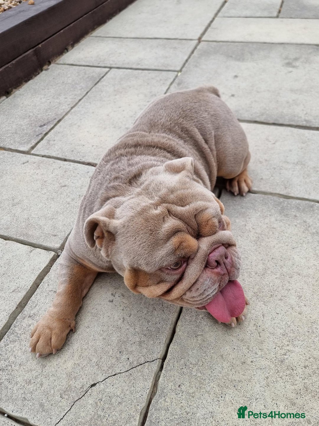 English Bulldog dogs for sale: 3 Year old Beautiful Lilac and Tan Male - Image 6