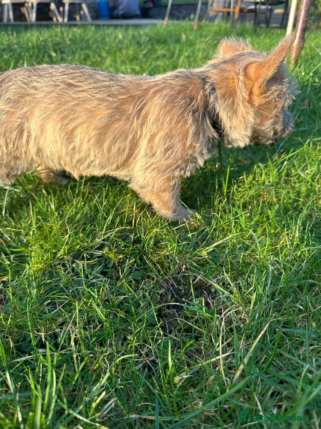 Cairn Terrier dogs for sale: Quality Beautiful KC Reg Cairn Terrier Puppies.  - Advert 5