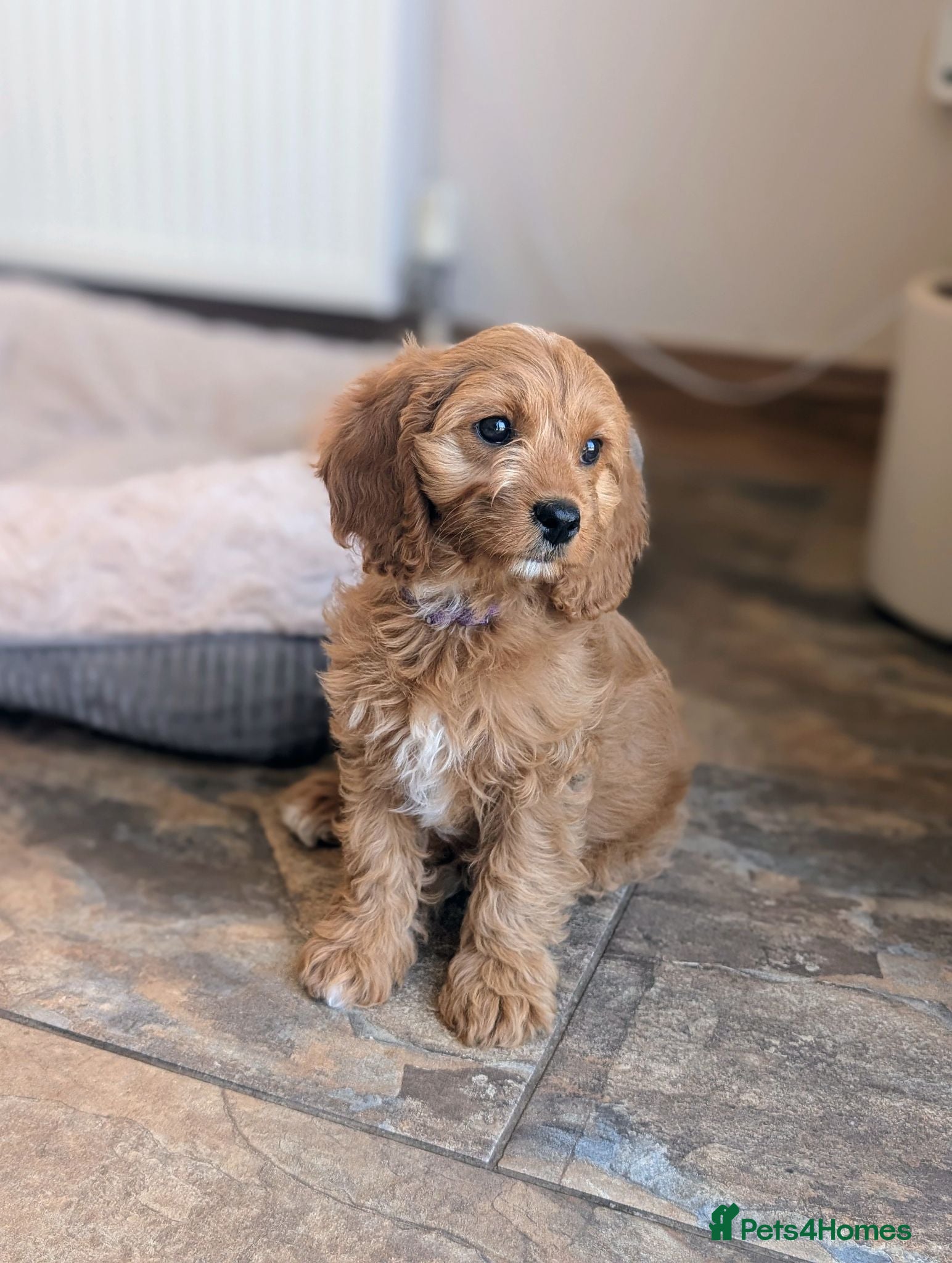 Cavapoo dogs 🌟 F1 Cavapoo Puppies –  Health Tested Parents - Advert 2