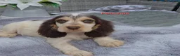Cocker Spaniel dogs for sale: Exceptional True Show winning Champion Cockers. - Advert 11