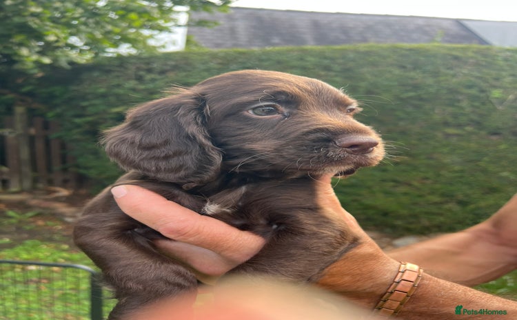 Cocker Spaniel dogs - Advert 3