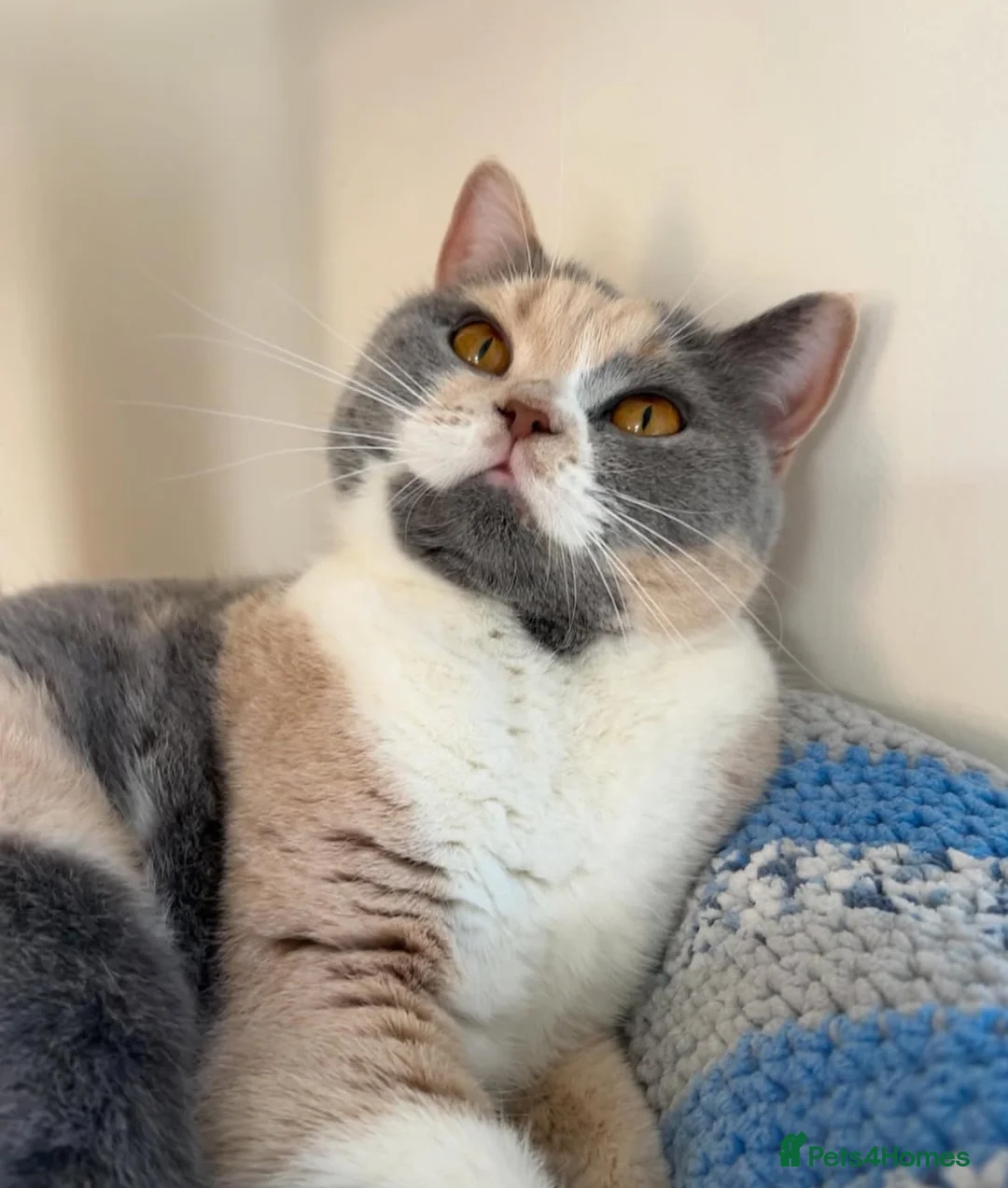 British Shorthair cats for sale: Beautiful unique girl 🤎 - Advert 3