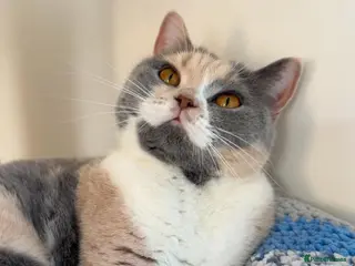 British Shorthair cats Affectionate lap cat 💘 - Advert 12