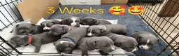 Staffordshire Bull Terrier dogs for sale: Blue Staffordshire bull terrier puppies 🐶🐕🐾 - Advert 15
