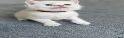 British Shorthair cats for sale: British sh odd/blue eyed adorable kittens GCCF  - Advert 22