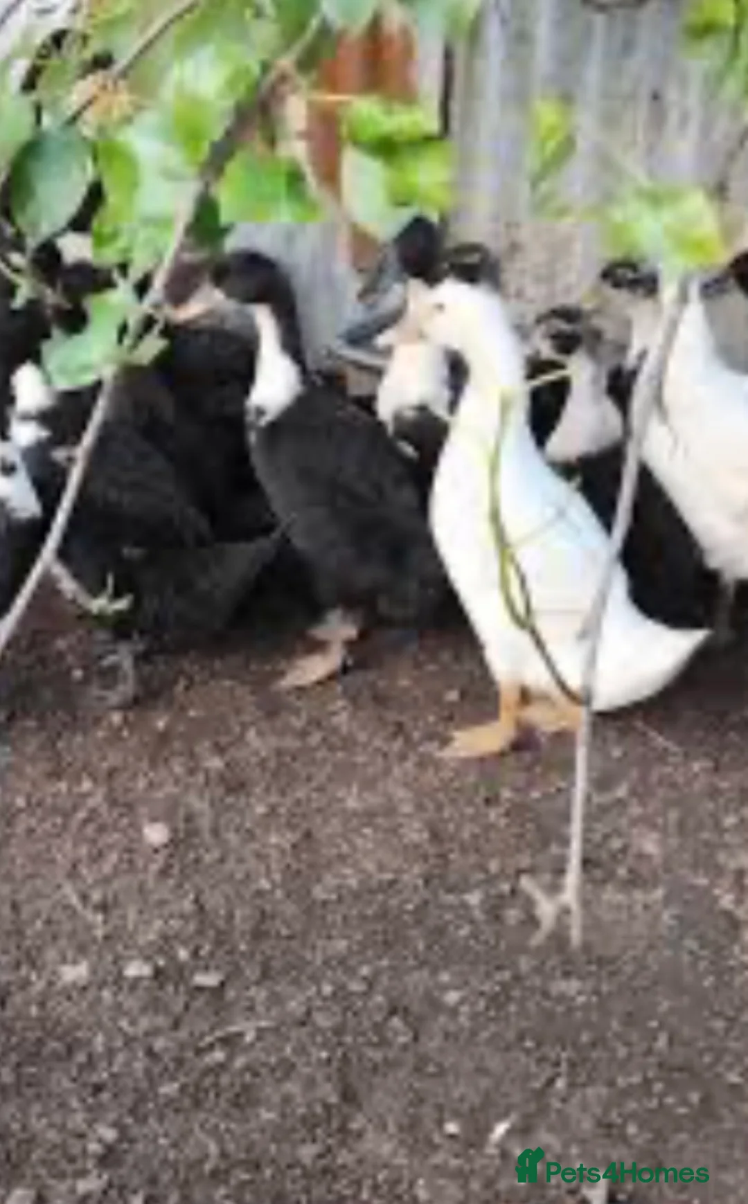 Ducks poultry for sale: Mallard & khaki ducklings for sale  - Advert 1