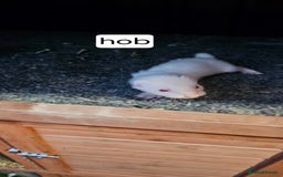Ferret rodents for sale: Gill and hobs kit for sale  - Image 13