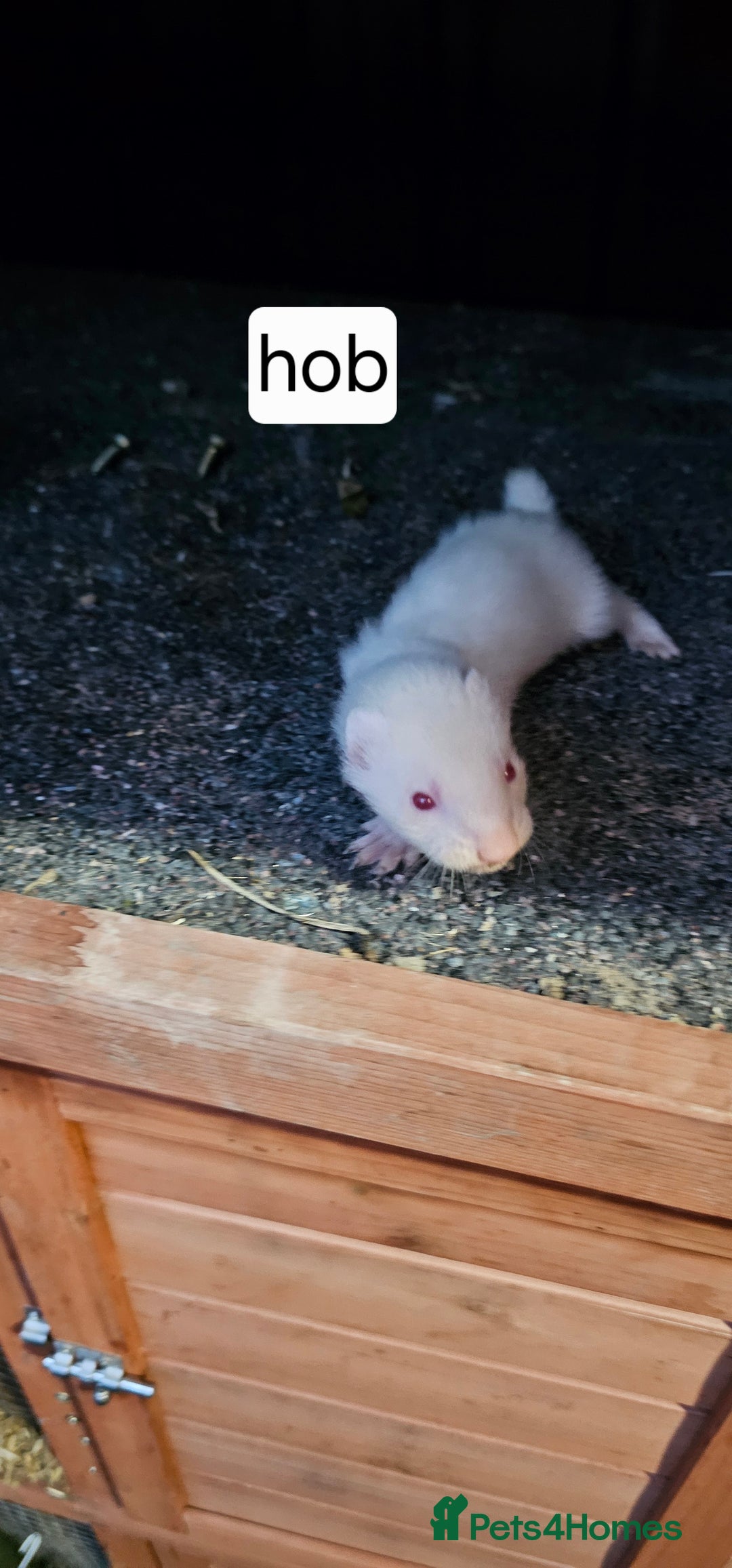 Ferret rodents for sale: Gill and hobs kit for sale  - Image 13