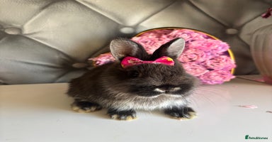 Netherland Dwarf rabbits - Advert 2