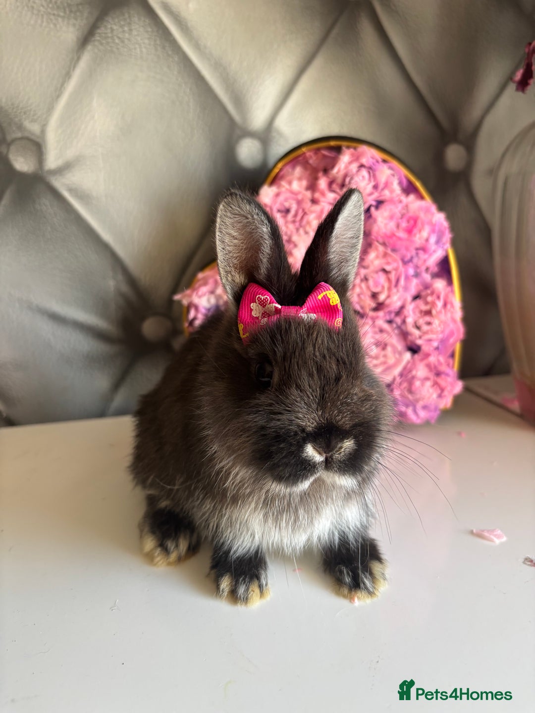 Netherland Dwarf rabbits for sale: rochelles_rabbits pure ND babies for sale - Image 3