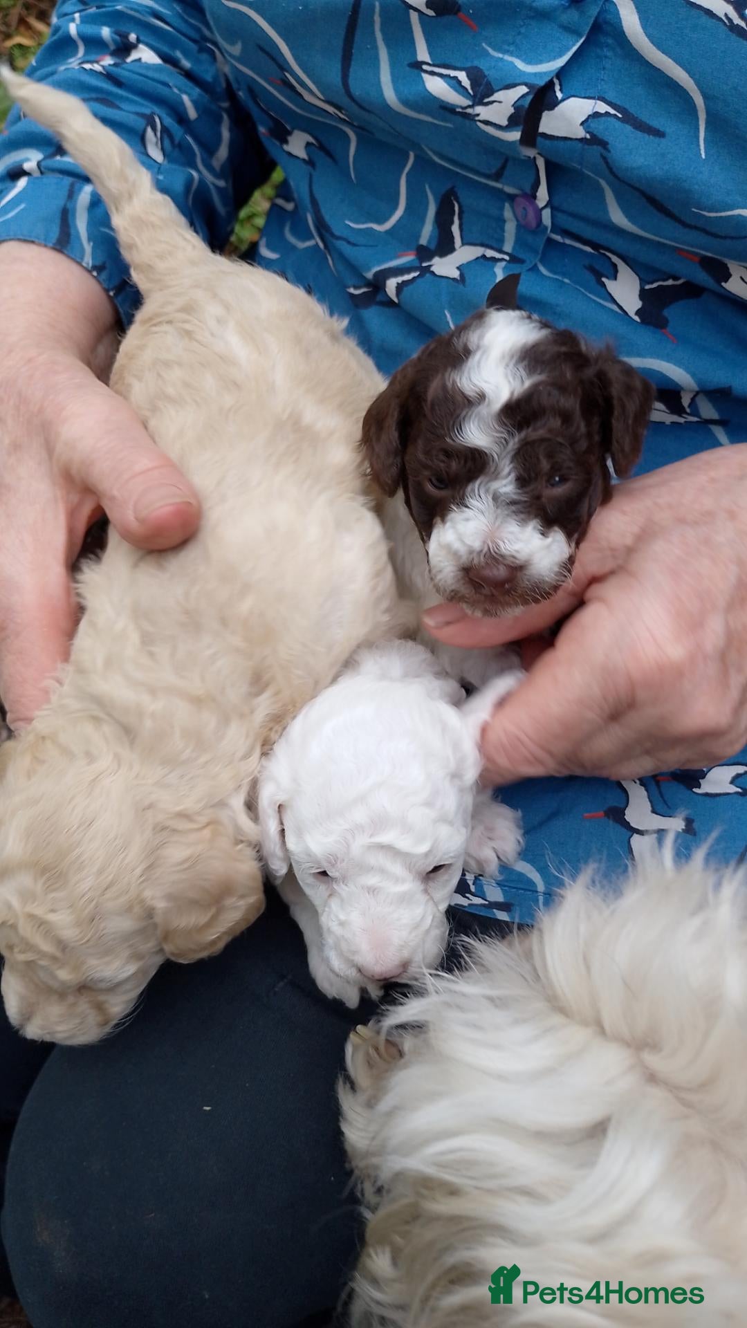 Mixed Breed dogs 3 miniature poodle puppies 2 boys 1 girl. - Advert 1