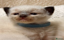 Ragdoll cats for sale: Purebred Ragdoll Kittens (TICA REG PARENTS) - Image 25