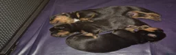 Rottweiler dogs for sale: Three lovely rotty pups - Advert 6
