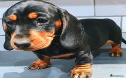 Miniature Dachshund dogs for sale: BLUE & TAN & BLACK TAN MINI DAX'S AVAILABLE  - Image 11
