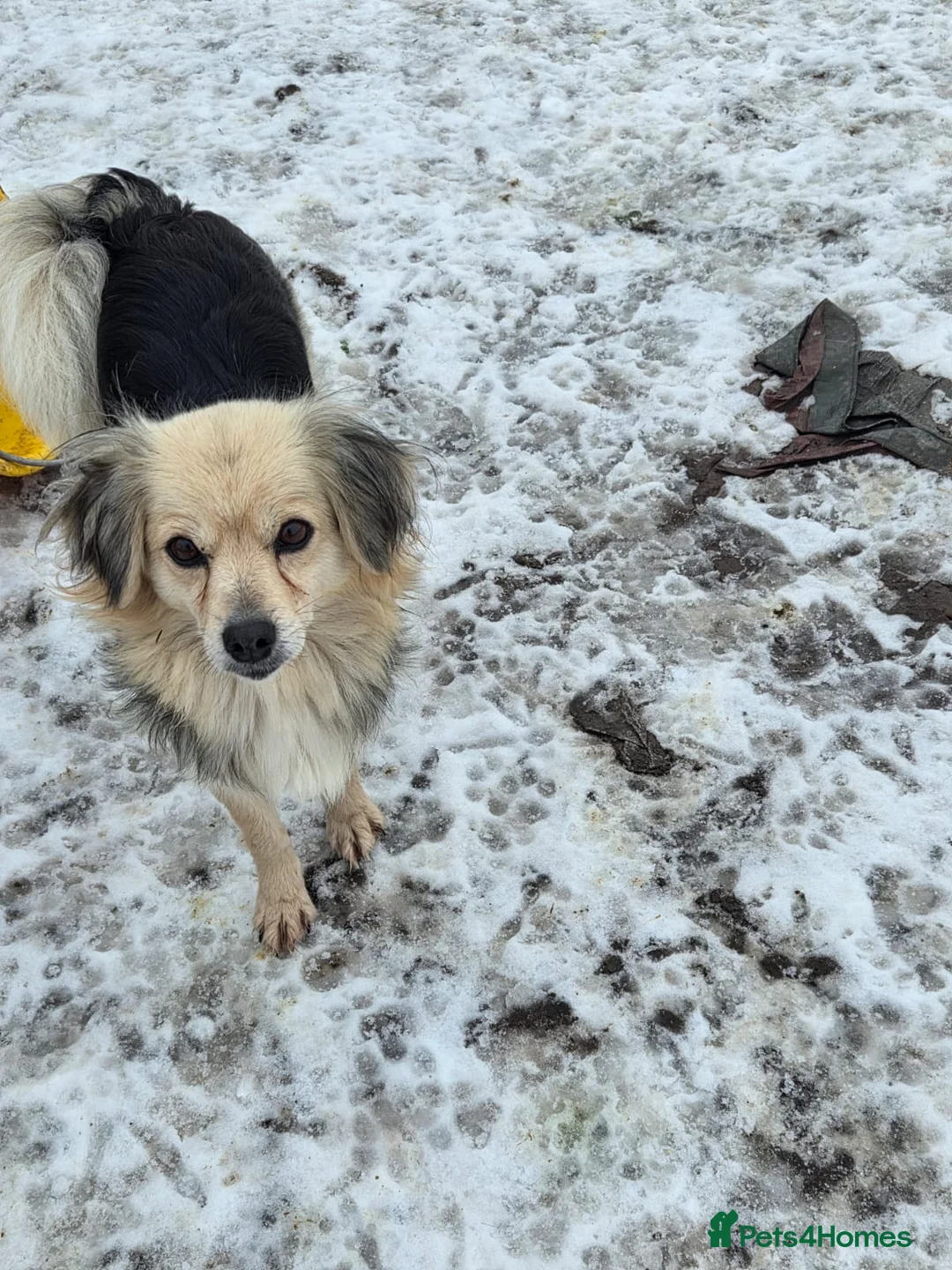 Mixed Breed dogs for adoption: 🐾💛 ANYA – A Gentle Little Soul for a Loving Home - Advert 2