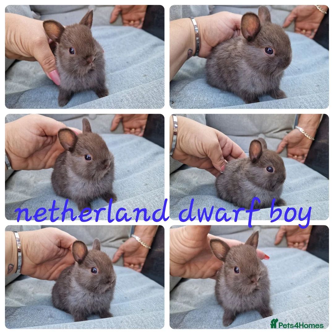 Netherland Dwarf rabbits for sale: Netherland dwarf babies  - Advert 4
