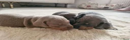 Miniature Dachshund dogs for sale: Miniture dashhound - Advert 3
