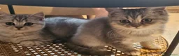 British Shorthair cats for sale: Amazing British shorthair and longhair. - Advert 1