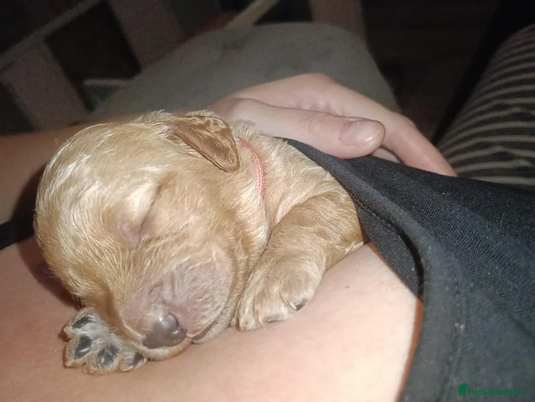 Cockapoo dogs for sale: F1b cockapoo puppies  - Advert 2