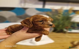 Cavapoo dogs for sale: Fox Red Cavapoo F1 Puppies  - Image 23