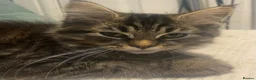Maine Coon cats for sale: 3 x gorgeous Maine Coon kittens ready to leave. - Advert 8