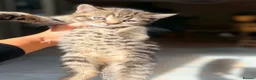 British Shorthair cats for sale: Stunning British Shorthair Kittens Ready Now! - Advert 37