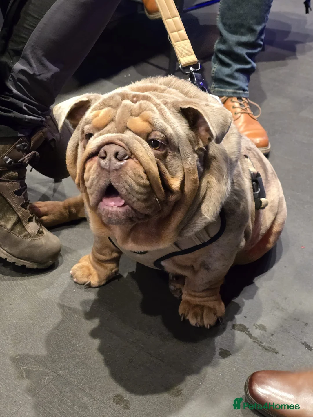 English Bulldog dogs for stud: Lilac merle English Bulldog Stud - Advert 5