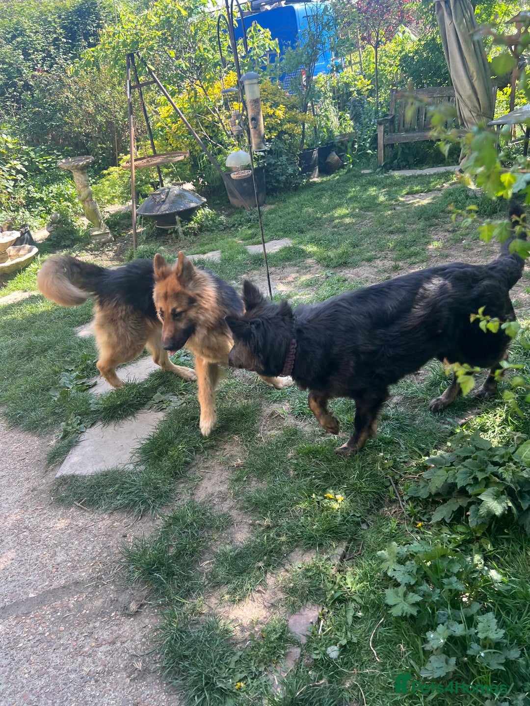 German Shepherd dogs for sale: German Shepherd pups ready end of August  - Image 28