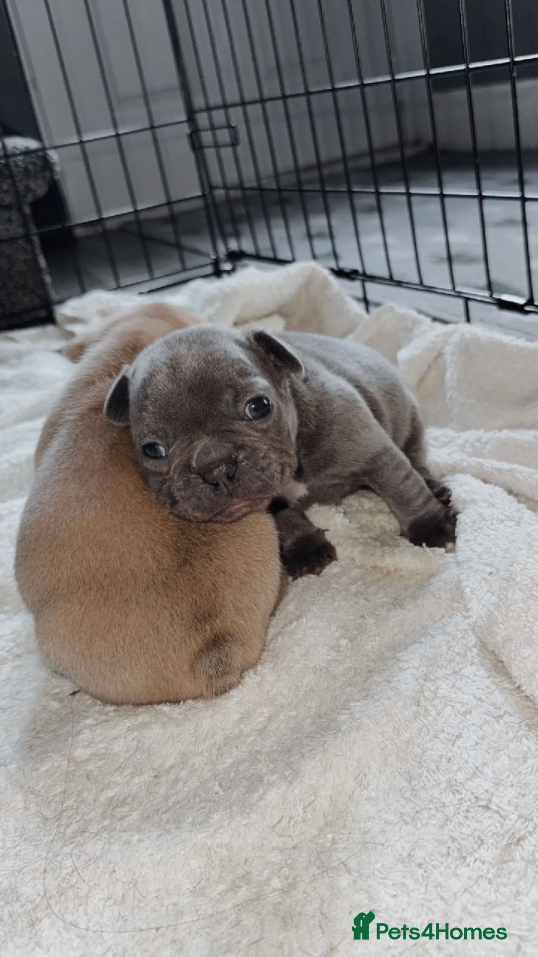French Bulldog dogs for sale: french bulldogs - Advert 8
