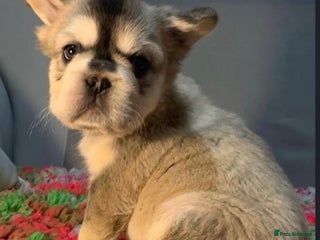 French Bulldog dogs KC reg+4 panel health+DNA EA Husky Female pup - Advert 1