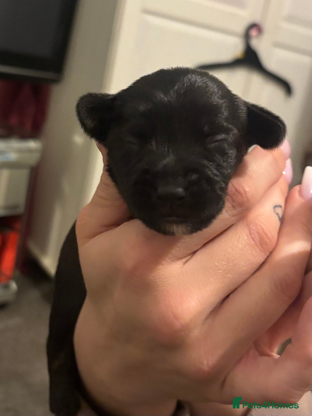Mixed Breed dogs for sale: 2 female 3/4 jack russsel 1/4 cockapoo - Image 3